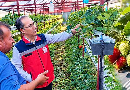 Terme'de Çilek Üretim Alanları Tek Tek İncelendi
