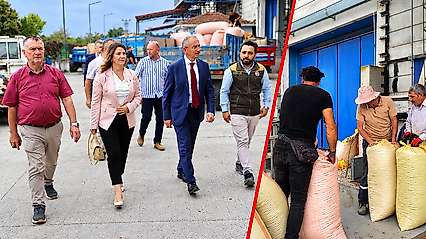 Çarşamba'da Fındık Alım Süreci Yerinde İncelendi