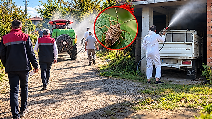 Çarşamba'da kahverengi kokarca alarmı! İlaçlama başladı