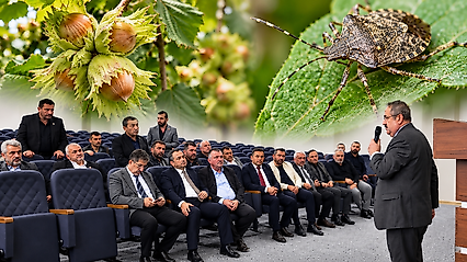 Çarşamba'da Tarımı Tehdit Eden Kokarca İçin Ortak Mücadele