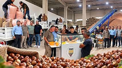 Çarşamba'da Üretici TMO'ya Fındığını Teslim Ediyor