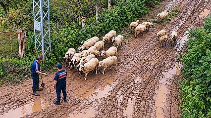 Jandarma Dron Kaldırdı, Kayıp Hayvanlar Bulundu