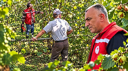 Özdal: Doğru Budama Fındıkta Verim ve Kaliteyi Artırır