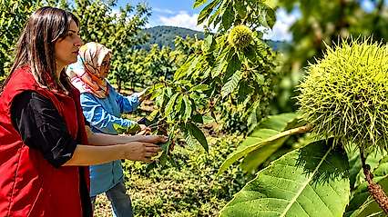 Samsun'da  Nebiyan Kestanesi İçin Saha Çalışması