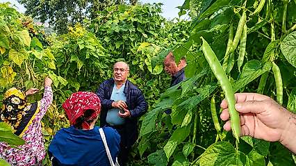 Samsun'un Nebiyan Fasulyesi Koruma Altına Alınıyor