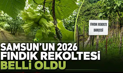 Samsun'un 2026 Fındık Rekoltesi Belli Oldu