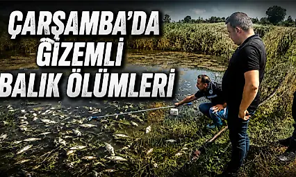Çarşamba'da Gizemli Balık Ölümleri