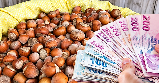 Fındık fiyatları 20 Ekim: Çarşamba, Terme ve Salıpazarı