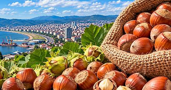 Fındık Fiyatları 26 Eylül: Samsun'da Piyasa Durağan