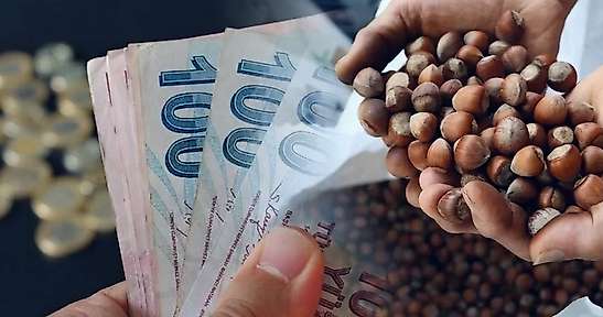 Fındık Haftaya Nasıl Başladı? İlçe İlçe Fiyatlar