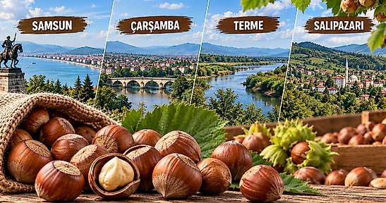 Fındıkta Günün Rakamları: Samsun, Çarşamba, Terme ve Salıpazarı