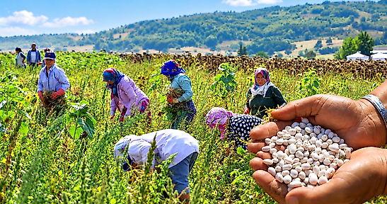 Ladik Fasulyesi Tarladan Çıkıyor, Üretici Pazarı Düşünmüyor