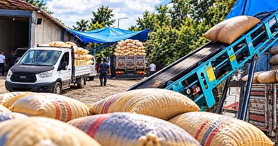 Salıpazarı Üreticisi TMO'ya Yöneldi: Günde 100 Ton Alım