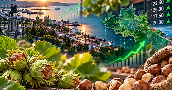 Samsun'da Fındık Fiyatları 26 Ekim: İlçe İlçe Son Durum