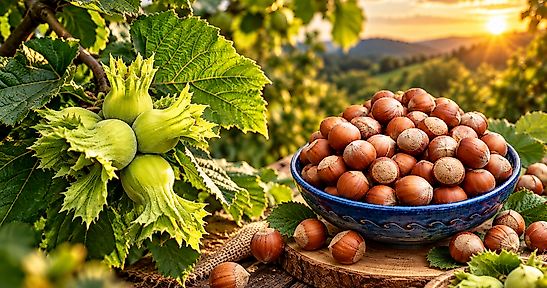 Samsun'da fındık fiyatları yerinde sayıyor! İlçe ilçe fiyatlar