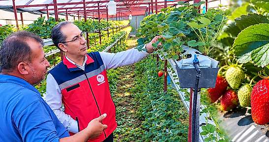 Terme'de Çilek Üretim Alanları Tek Tek İncelendi