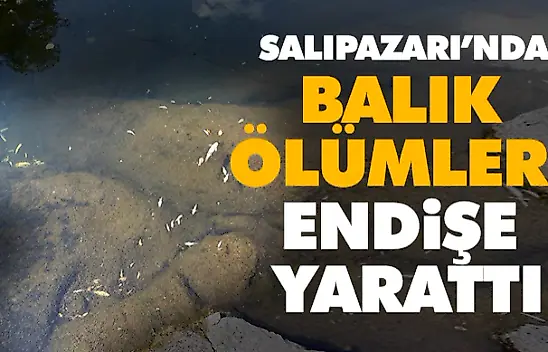  Salıpazarı'nda Balık Ölümleri Endişe Yarattı