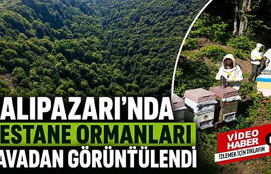 Salıpazarı'nda Kestane Ormanları Havadan Görüntülendi