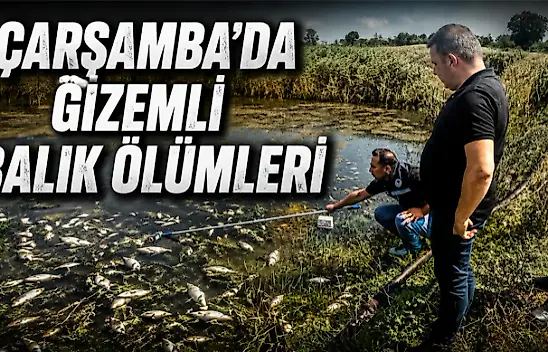 Çarşamba'da Gizemli Balık Ölümleri