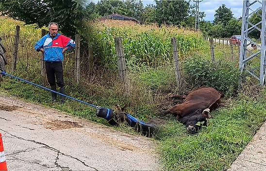 Araç Direğe Çarptı, Elektrik Akımına Kapılan İnek Telef Oldu