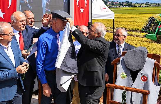Bafra'da Türkiye'de Bir İlk: Çeltik Ağası 400 Bin Lirayla Seçildi
