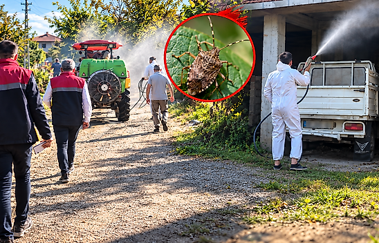 Çarşamba'da kahverengi kokarca alarmı! İlaçlama başladı