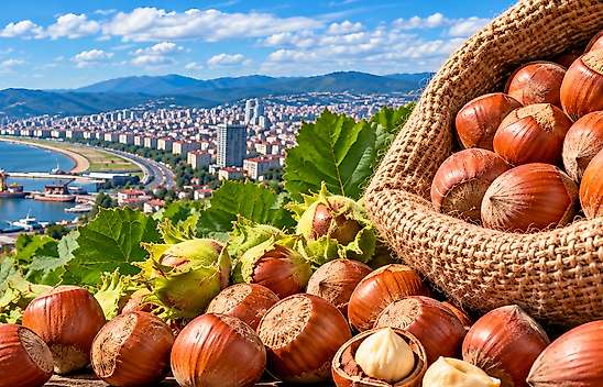 Fındık Fiyatları 26 Eylül: Samsun'da Piyasa Durağan