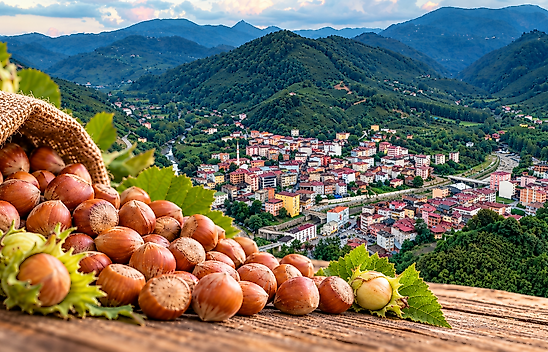 Fındık Fiyatları 28 Eylül: Çarşamba, Terme Ve Salıpazarı