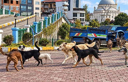 Sahipli Köpekleri Salıpazarı'na Bıraktılar: Ceza Gündemde