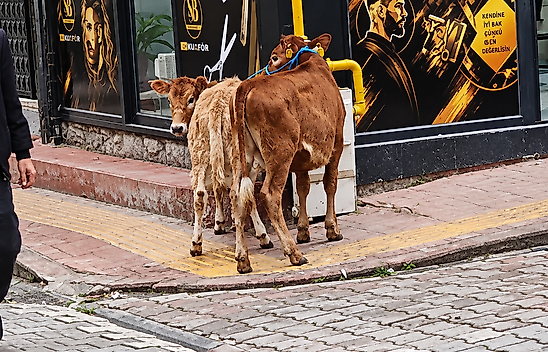 Salıpazarı'nda Hayvanlar Doğal Gaz Borusuna Bağlandı!