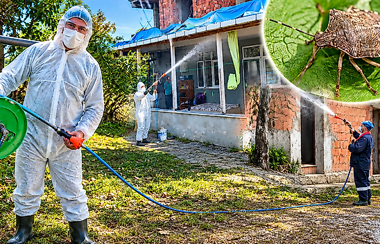Salıpazarı'nda Kahverengi Kokarcaya Karşı İlaçlama Sürüyor