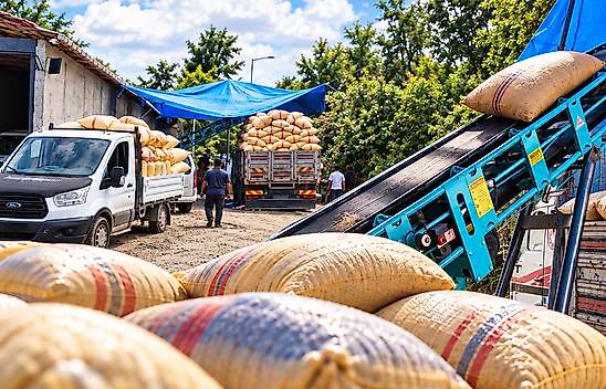 Salıpazarı Üreticisi TMO'ya Yöneldi: Günde 100 Ton Alım