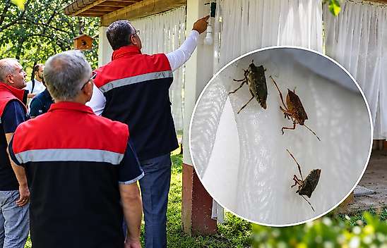 Samsun'da 26 Bin Feromonla Kokarca Mücadelesi