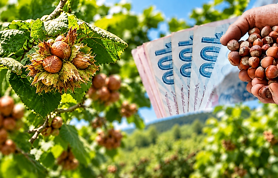 Samsun'da Fındık Fiyatları Çakıldı! İşte Güncel Rakamlar
