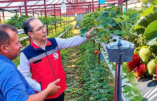 Terme'de Çilek Üretim Alanları Tek Tek İncelendi