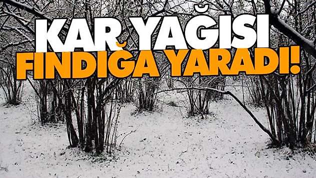 Kar Yağışı Fındığa Yaradı!