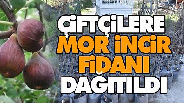Çiftçilere Mor İncir Fidanı Dağıtıldı