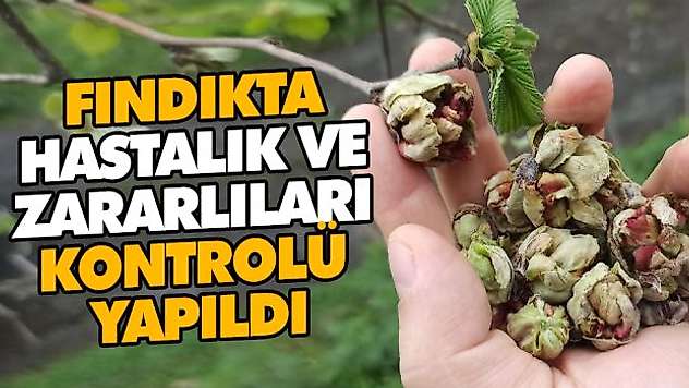 Fındıkta Hastalık Ve Zararlıları Kontrolü Yapıldı
