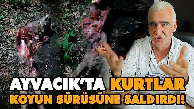 Kurtlar Koyun Sürüsüne Saldırdı!
