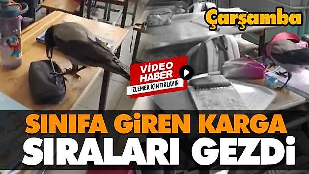 Sınıfa Giren Karga Sıraları Gezdi