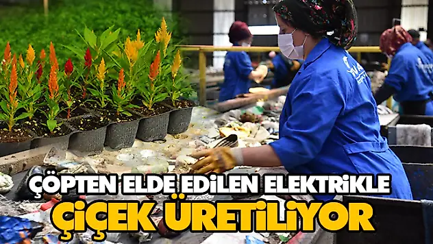 Çöpten Elde Edilen Elektrikle Çiçek Üretiliyor