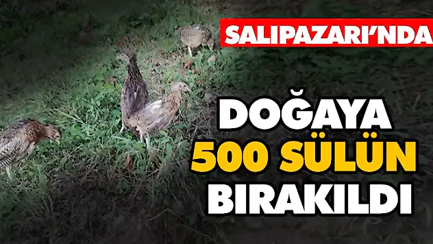 Salıpazarı'nda Doğaya 500 Sülün Bırakıldı