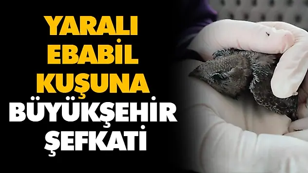 Yaralı Ebabil Kuşuna Büyükşehir Şefkati