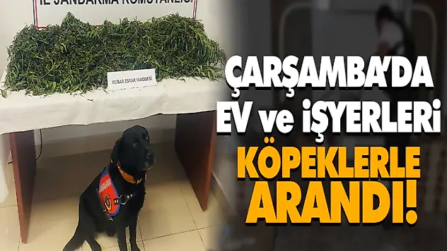 Çarşamba'da Ev ve İşyerleri Köpeklerle Arandı!