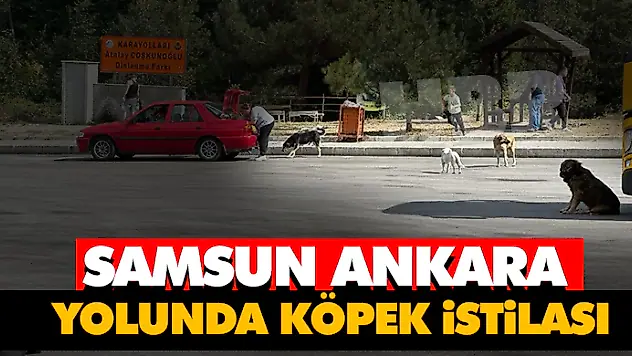 Samsun Ankara Yolunda Köpek İstilası