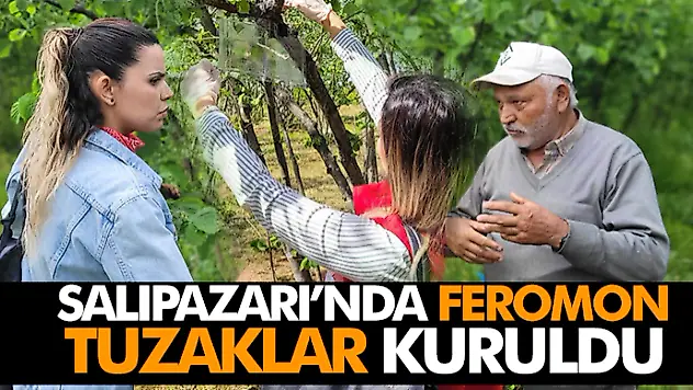 Salıpazarı'nda Feromon Tuzaklar Kuruldu