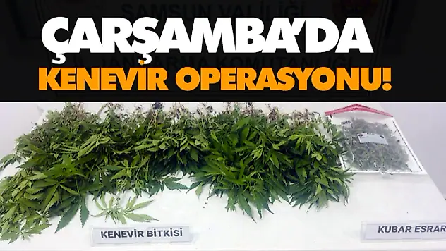 Çarşamba'da Kenevir Operasyonu!