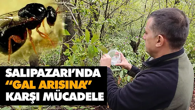 Salıpazarı'nda 'Gal Arısına' Karşı Mücadele Başlatıldı.