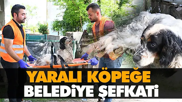 Yaralı Köpeğe Belediye Şefkati