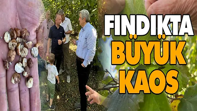 Fındıkta Büyük Kaos